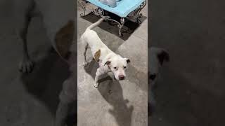 Pup Discovered With Horrifying Degloved Leg