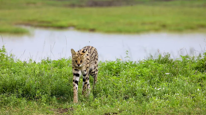 Watch the video about The Elusive Serval