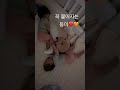 꼭 붙어자는 헌이건이❤️🧡 #쌍둥이 #아기 #둥이 #아들둥이 #baby #돌아기 #cute #귀여운 #육아