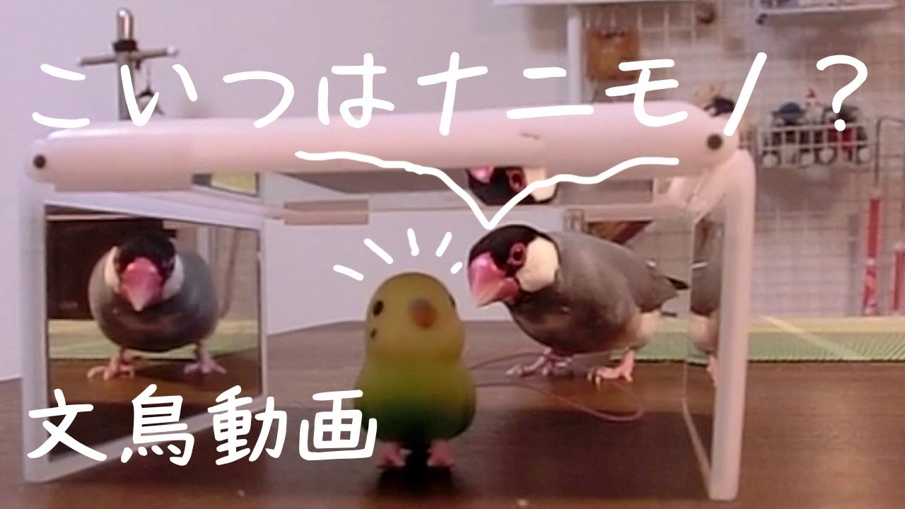 こいつは何者？ さえずる桜文鳥ほーちゃん 文鳥動画 - YouTube