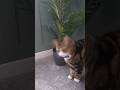 Cat checks plant and shakes