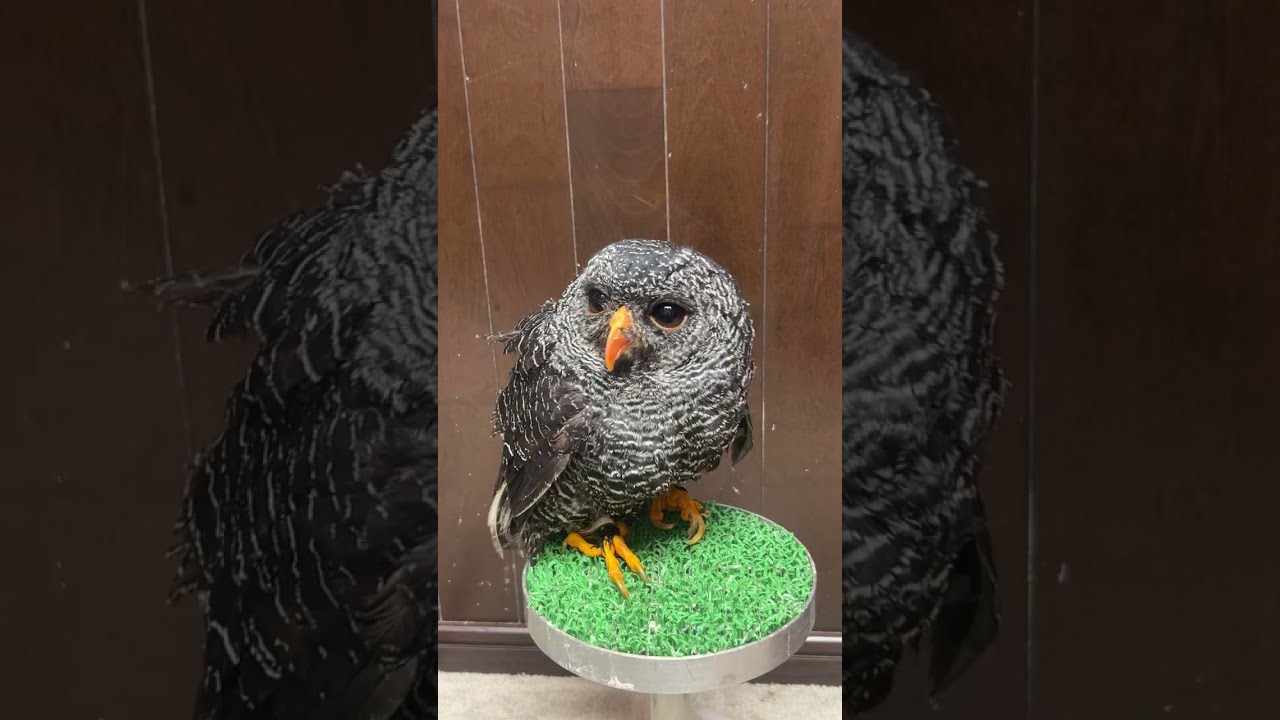 【ライブ】クロオビヒナフクロウのユウちゃん初登場！　