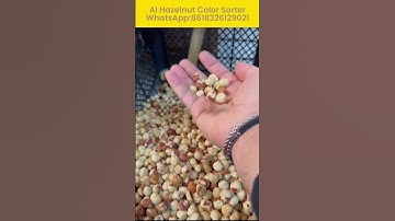 AI Hazelnut Color Sorter#hazelnut #nutssort #nutssorter #colorsorter #sortingsystem WA：8618326129021