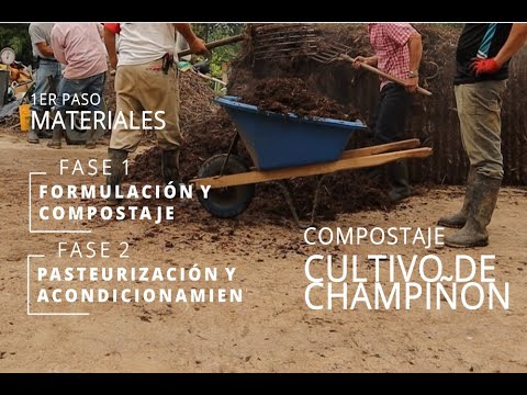 Video: Compost de hongos para jardinería - ¿Qué es el compost de hongos?