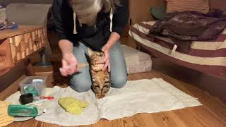 Flash is ill - Ifness Bengal Cattery by Ilona Koeleman-Lubbers 58 views 1 year ago 5 minutes, 46 seconds