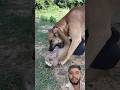 #shorts #viral #funny #trending #dog #masti #youtubeshorts #monkey #animals #shortsfeed #short
