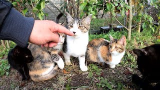 先住猫に激怒されてしょんぼりする子猫達