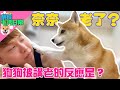 奈奈變老了?!狗狗聽到老的反應是...?｜奈家日常｜【柴犬Nana(奈奈)和阿楞】