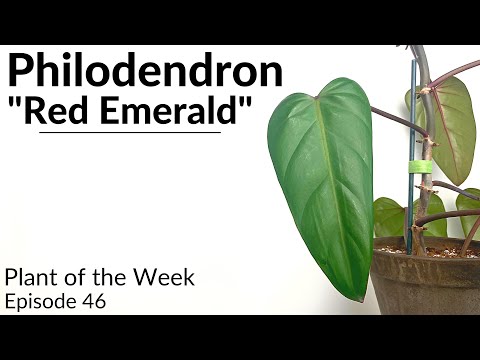 How To Care For Philodendron erubescens "Red Emerald" | Plant Of The Week Ep. 46