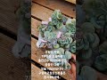 오늘 크림티 자연 7두이상 귀한아이. 라방서 소개할까합니다 관심있으신분들 구독.좋아요 누르시고 저녁8시라방에놀러오세요 010.2620.2646
