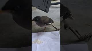 Ye kya hogya chidiya ko 😧 #birds #bird #chidiya #animals #resque #minivlogs #beak #aviary #mewing