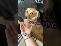 Puppy’s funny fail moments #CutePup #DailyPets
