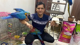 5 Most Important Things: Parrots Hand Feed to Self Feed | PBI Official