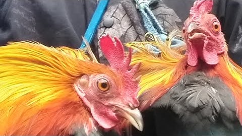 bẫy gà rừng miền bắc 14/5 2021 2kèo bắt bổi tơ. cuab qaib qus ntsuag lau daj