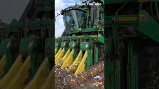 Picking Cotton in Texas