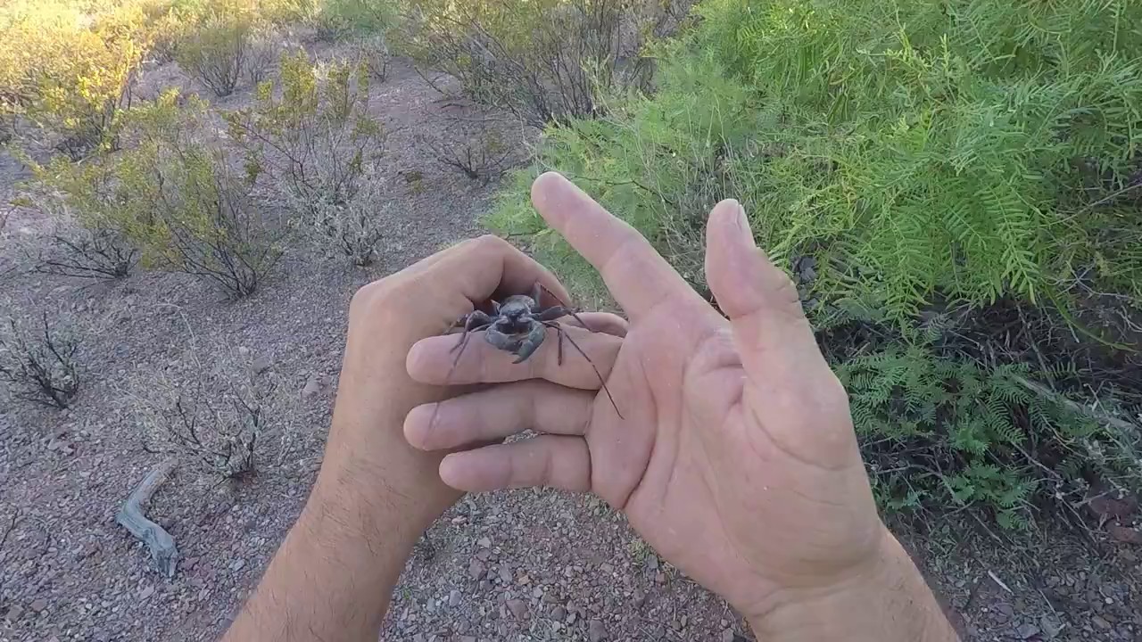 Releasing my pet vinegaroon in the desert. YouTube