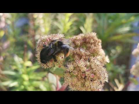 Video: Jalkojen Bakteerisairaus - Kimalaiset Marsuissa