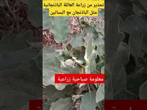 تحذير من زراعة العائلة الباذنجانية مثل الباذنجان والطماطم والبطاطس وسط بساتين الفاكهه والموالح