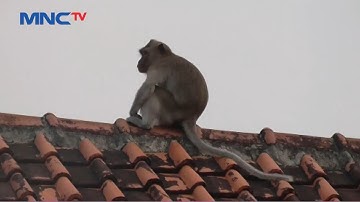 Teror Kawanan Monyet Liar di Tangerang Semakin Meresahkan Warga - LIP 04/05