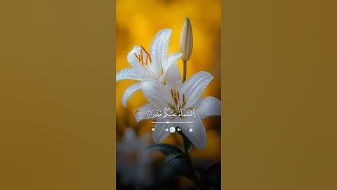 ما تيسر من سوره نوح (الشيخ ماهر المعيقلي) #القران #المصحف #اكسبلور #دويتو