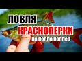 Ловля КРАСНОПЕРКИ на ПОПЛА ПОППЕР. Оснастка для ловли красноперки