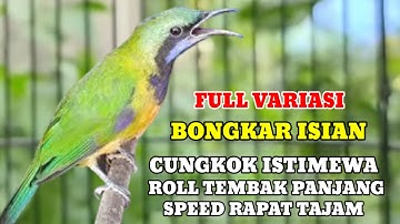 Masteran cucak cungkok full variasi roll tembak panjang