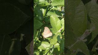 A beautiful butterfly is sitting on the leaf and flew away after seeing the camera butterfly short