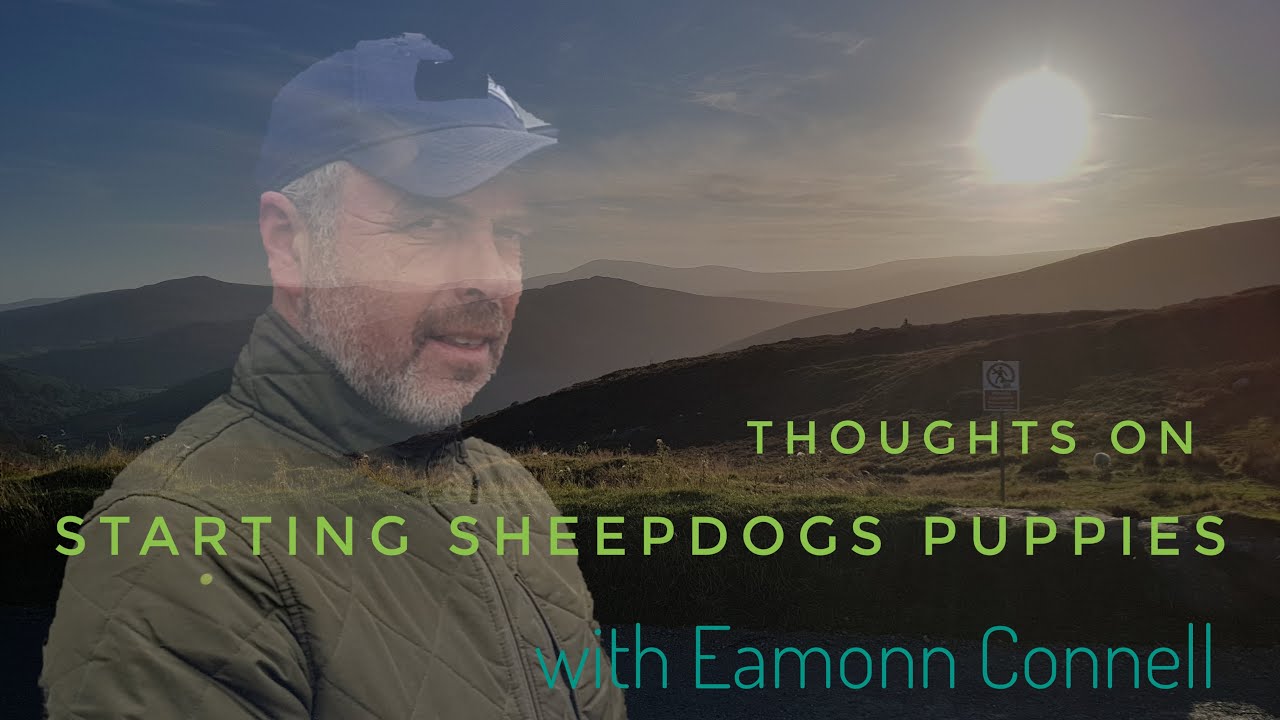 How to start training sheepdog puppies with Eamonn Connell