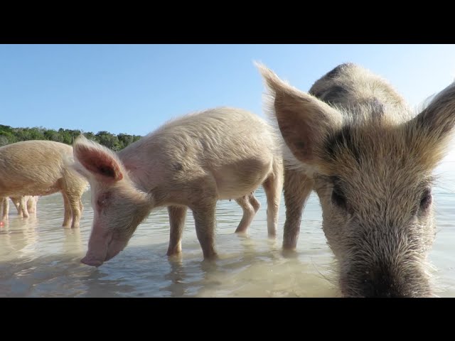PIG ISLAND BAHAMAS CRUISING LIFE
