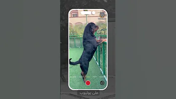 حلقة الروت ويلار ـ Rottweiler اليوم كلاب روت وايلر 