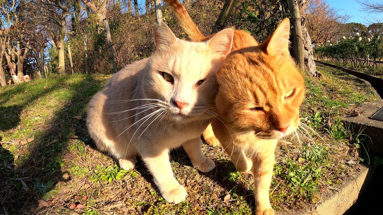 猫さんを撫でていると 茂みの中からもう1匹現れた スリスリしながら猛烈に仲良しアピールする2匹の姿が可愛すぎる エウレカ