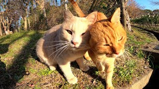 2匹の茶トラ猫が顔をスリスリし合って仲良しアピール！