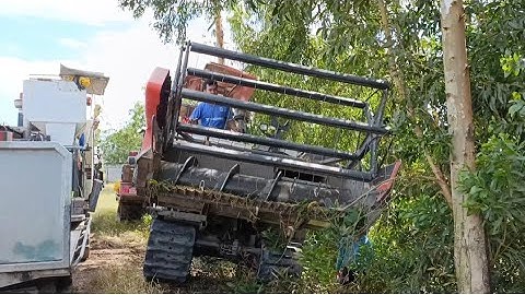 cây máy cắt 70 Cập bến Lên bờ cắt lúa rất nhanh tập141 #maibangtv