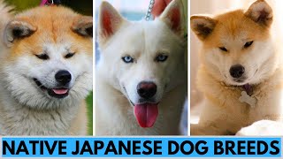 6 Native Japanese Dog Breeds