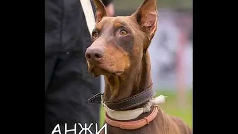 dober-fond.ru