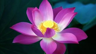 Kinh Pháp Cú - Lời Vàng Phật Dạy | HT. Thích Minh Châu dịch