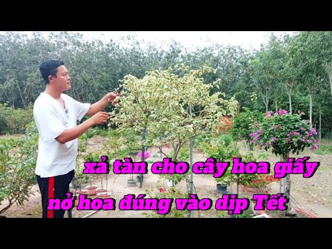 xả tàn cho