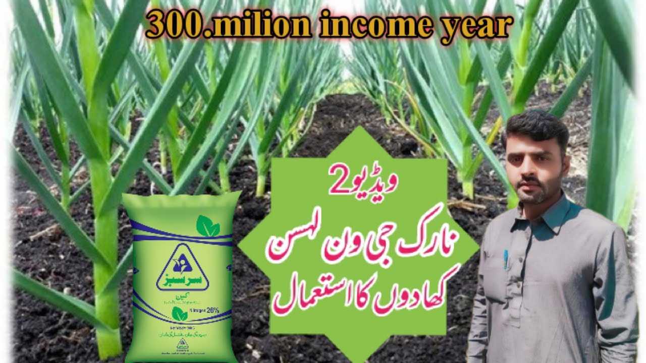 applications for fertilizers in narc G1 garlic