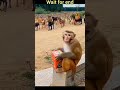 जानवरों के गजब कारनामे पार्ट .1। #viral #trendingshorts #meme #funny
