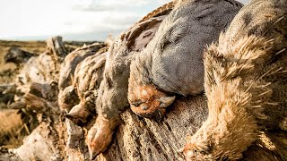 Wyoming Mountain Birds | The Flush - Season 10, Episode 1