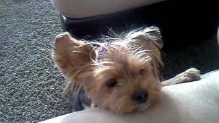 Dog (yorkie) actually speaking prayer and says Amen!