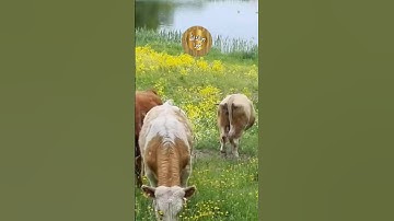 اللهم اجعل القرآن الكريم ربيع قلوبنا ونور صدورنا #shortvideo #المصحف #اكسبلور #العظماء #لايك #دويتو