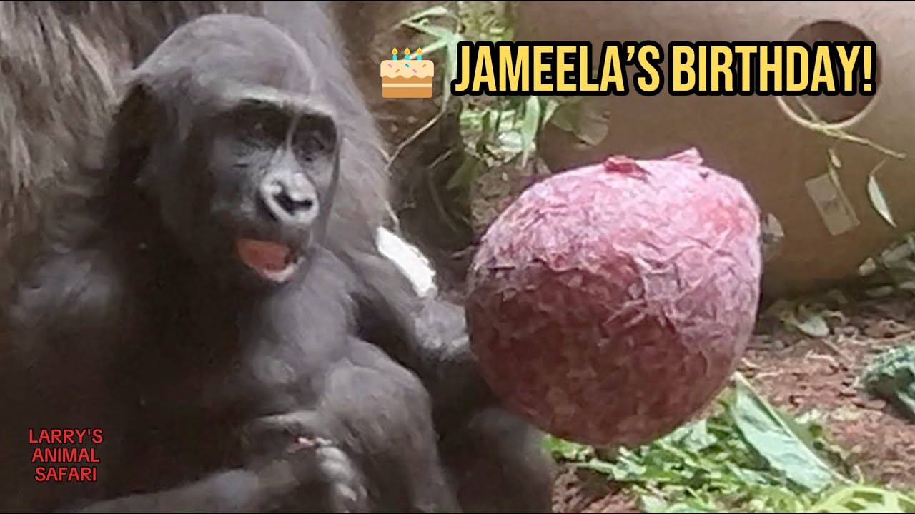 Второй день рождения детёныша гориллы Джамилы 🎉