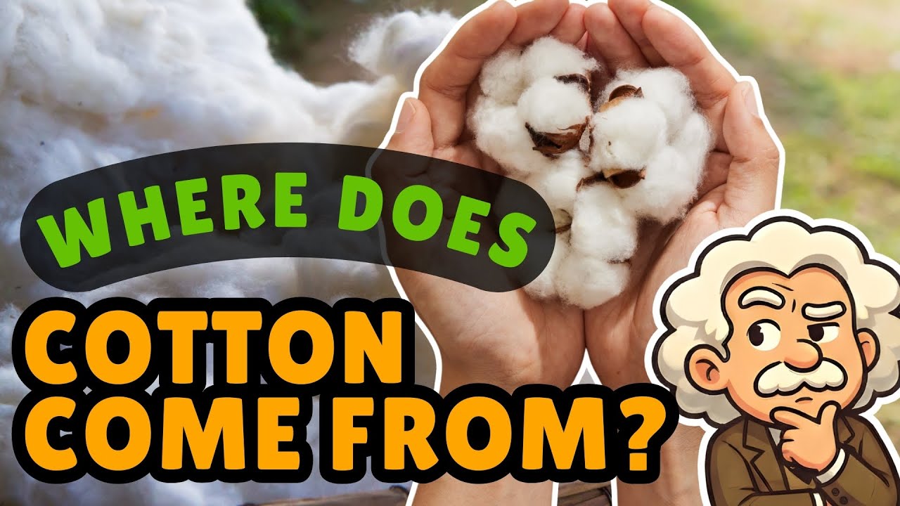 Откуда берется хлопок? Самый пушистый сюжетный поворот в истории растений [1924]