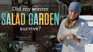 Preparing my Winter Garden for a 0F Cold Snap in Zone 8a by Beginner's Garden - Journey with Jill 2,126 views 3 months ago 22 minutes