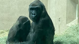 Gorillas  and monkey in the zoo!!