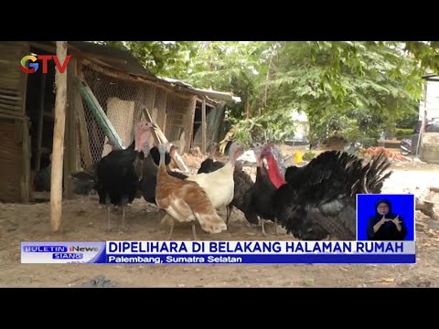 Manfaatkan WFH, Dosen di Palembang Budidayakan Ayam Kalkun Hias, Raup Uang Jutaan Rupiah #BIS 08