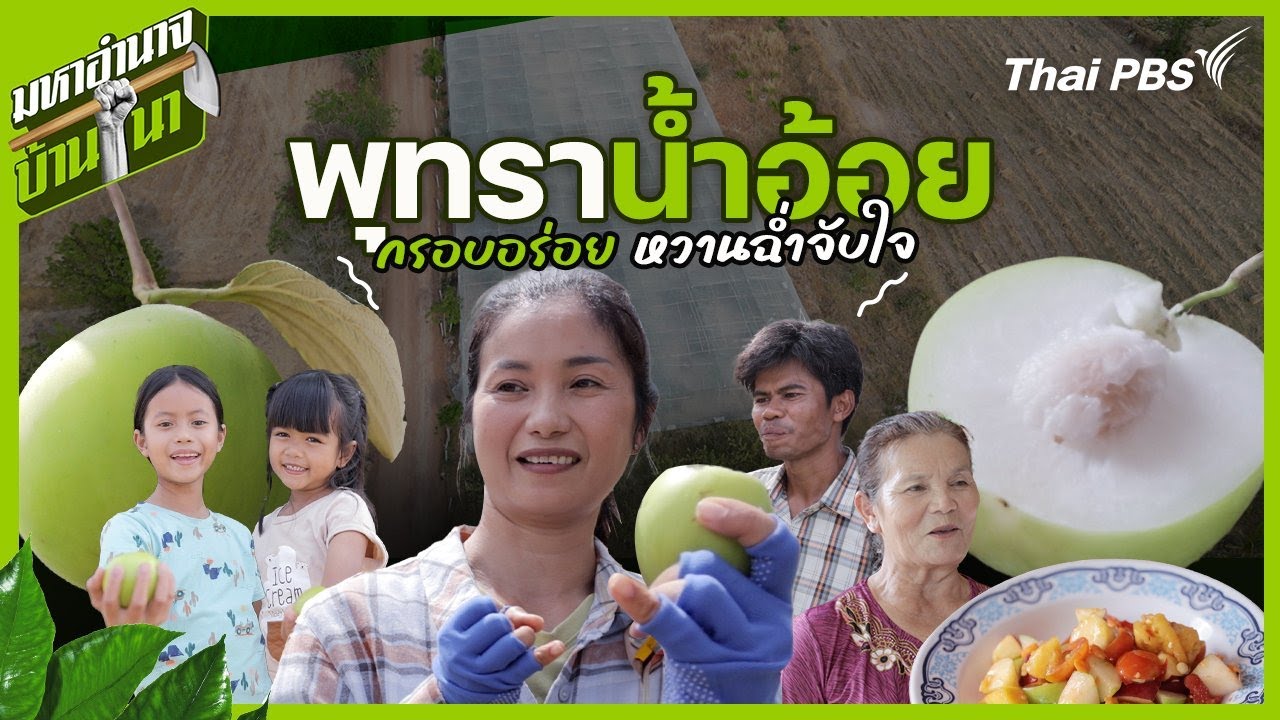 พุทราน้ำอ้อย กรอบอร่อย หวานฉ่ำจับใจ | มหาอำนาจบ้านนา