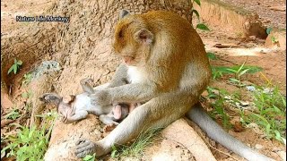 very cute Lucas happy when father Fluffy grooming,Lucas sleep well in soft chest mom screenshot 2