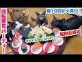猫用お寿司を手作りして、猫10匹と回転寿司パーティーをしたら大喜びでした!!✨🍣
